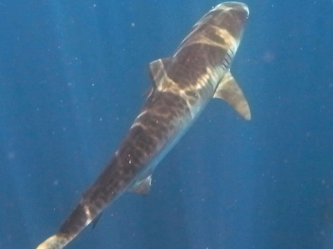 SAFARI, DRIVE & DIVE TOURS-Inhambane必去景点