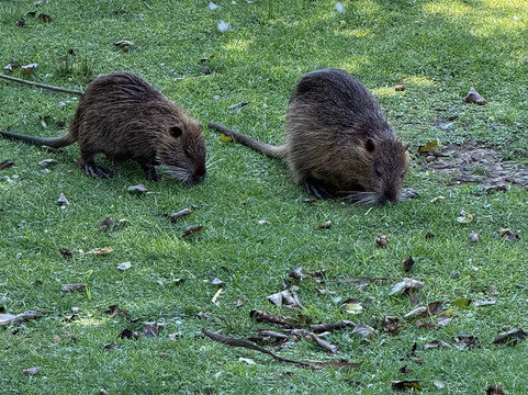 Eco Parque-布宜诺斯艾利斯必去景点