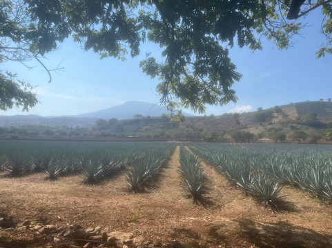 Tequila Fortaleza-特基拉必去景点