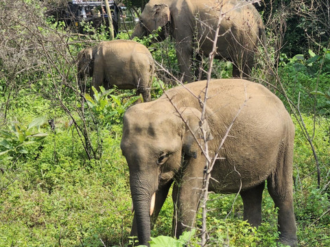 Hurulu Eco Park-哈巴拉娜必去景点