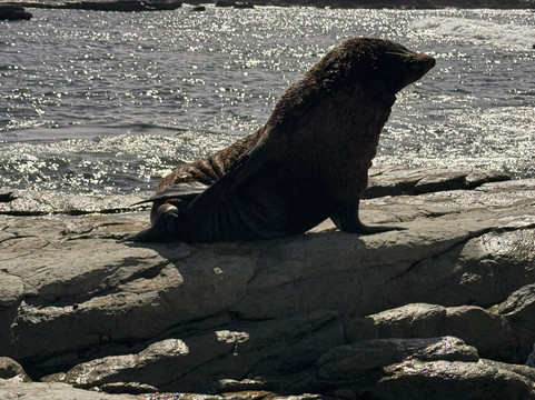 凯库拉毛皮海狮聚集区-Kaikoura必去景点