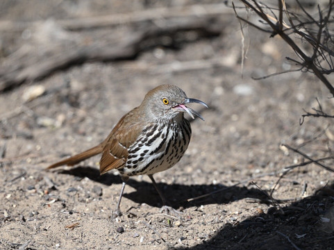 Falcon State Park-Roma必去景点