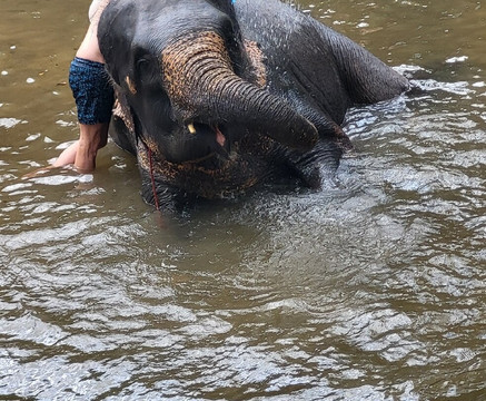 Samui Elephant Spa-苏梅岛必去景点