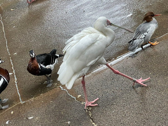 圣地亚哥野生动物公园-埃斯孔迪多必去景点