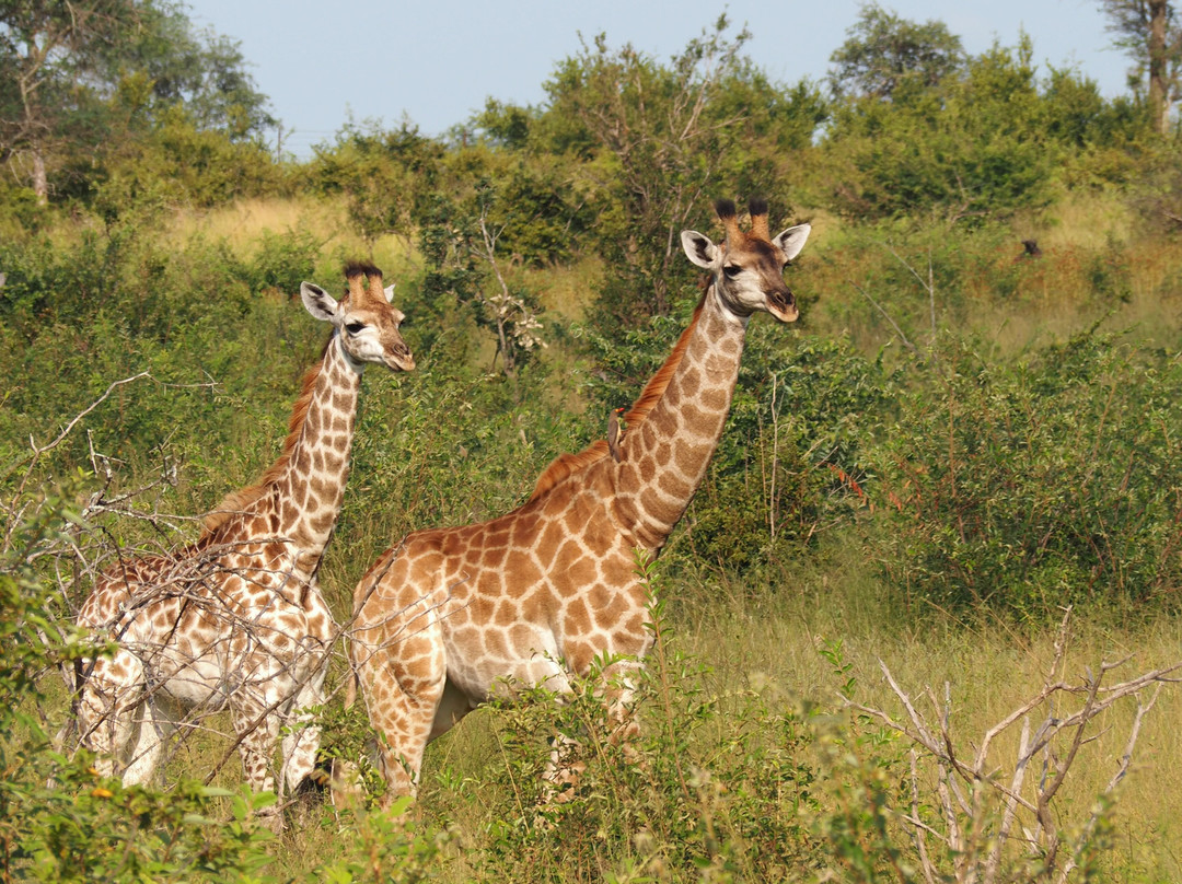 The Kruger Safari Co.-司库库札必去景点