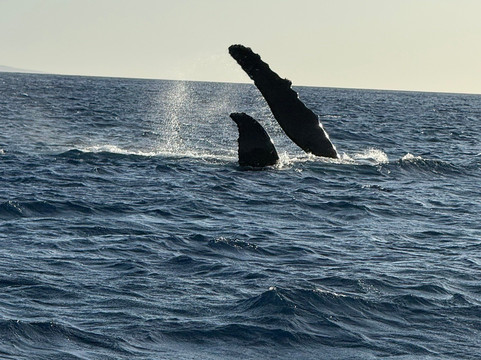 Maui Reef Adventures-毛伊岛必去景点