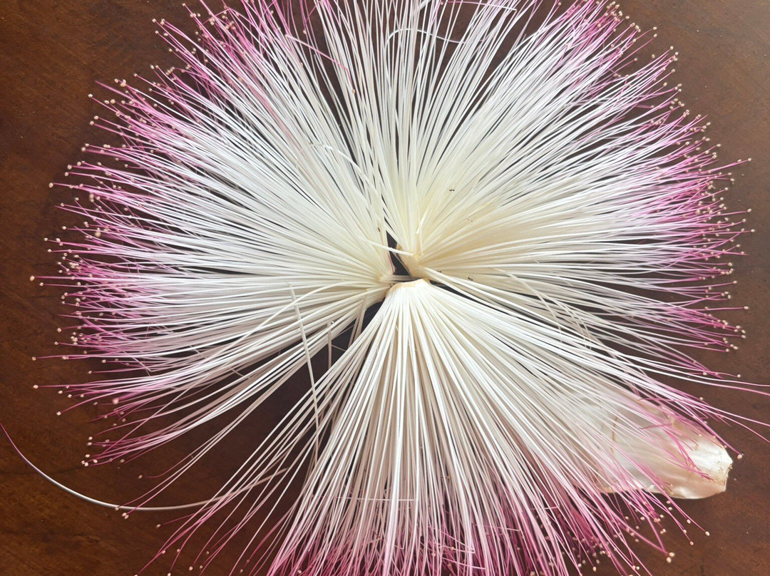 斯蒂哈尔帕阿育吠陀度假村 - 餐点全包/阿育吠陀疗法/瑜珈主图