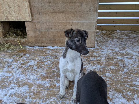 Kvaløya Husky-特罗姆瑟必去景点