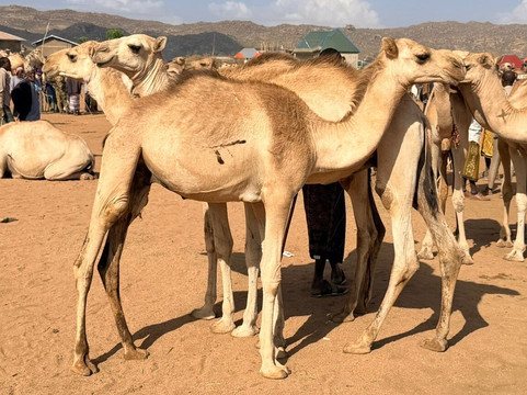 Arre Tours and Travel-默克莱必去景点