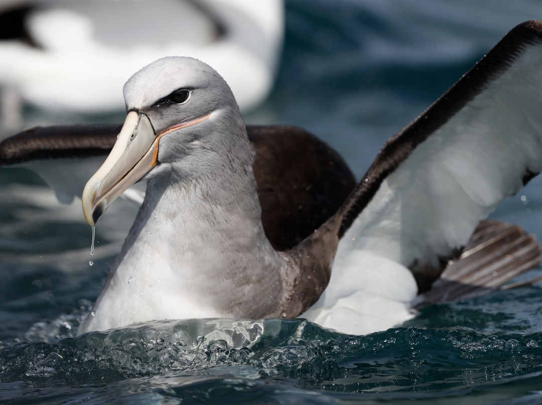 Aihe Wildlife Cruises & Water Taxi-斯图尔特岛必去景点