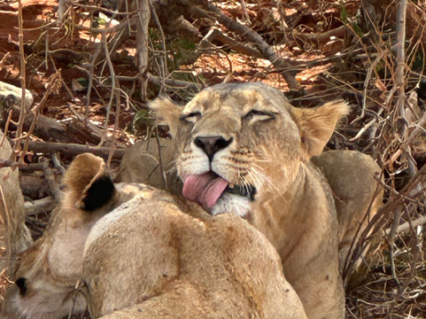 Malik Safari-马林地必去景点