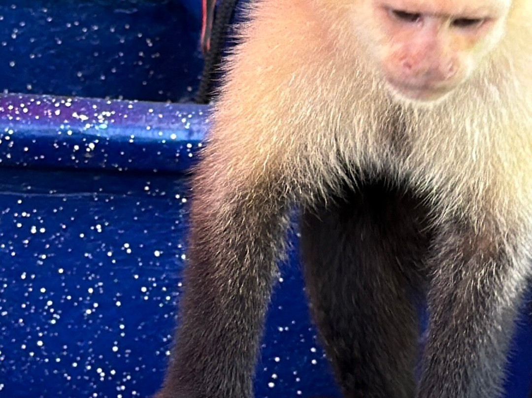 Almiza Tours by My friend Mario-巴拿马城必去景点