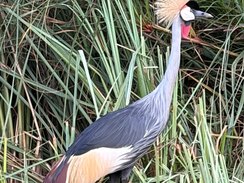 Katella Uganda Safaris-坎帕拉必去景点