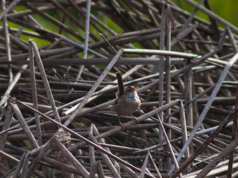 默塞德国家野生动物保护区-默塞德必去景点
