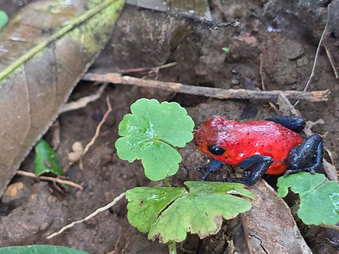 Erik Garcia Conchal Beach-孔查沙滩必去景点