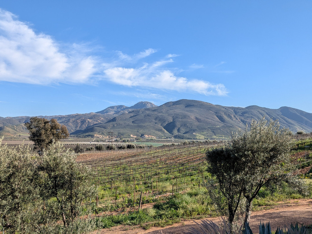 Bodegas Domecq-恩塞纳达必去景点