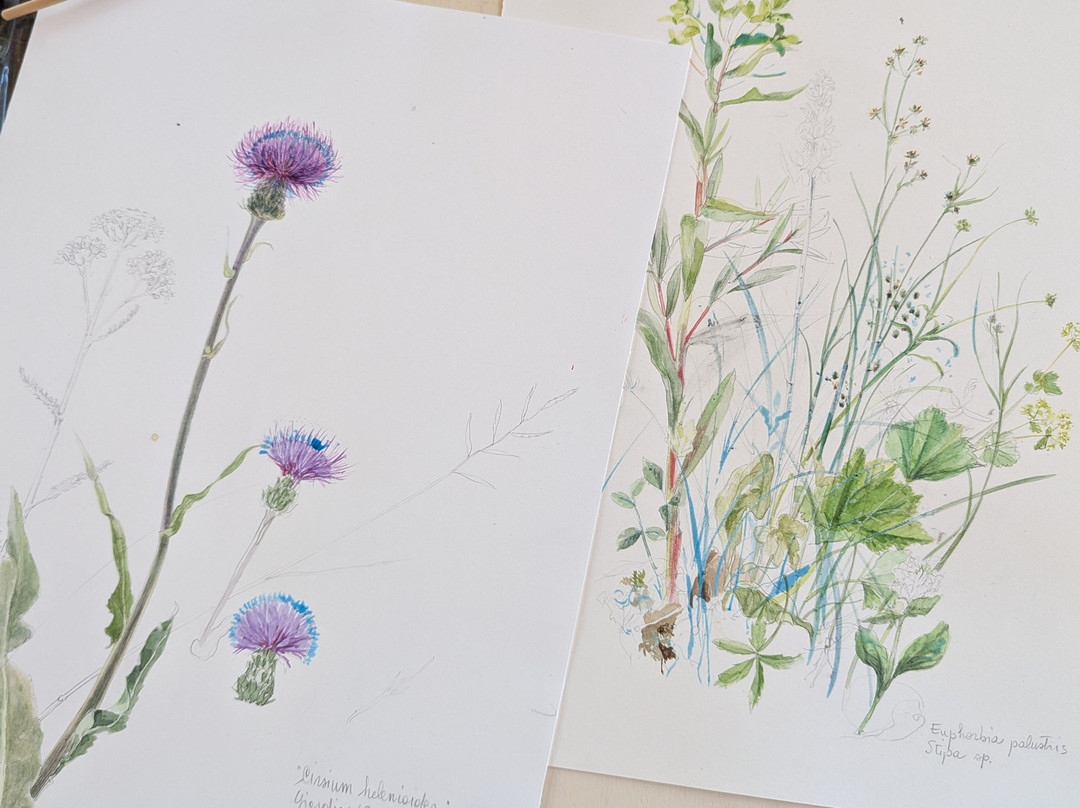 Giardino Botanico Alpino Viote di Monte Bondone-特伦托必去景点