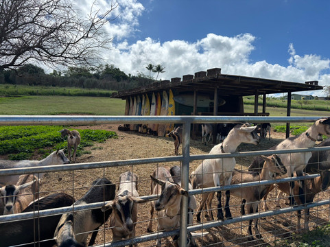 冲浪山羊农场-库拉必去景点