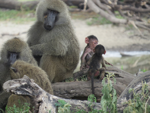 Tanzania Specialist-阿鲁沙必去景点