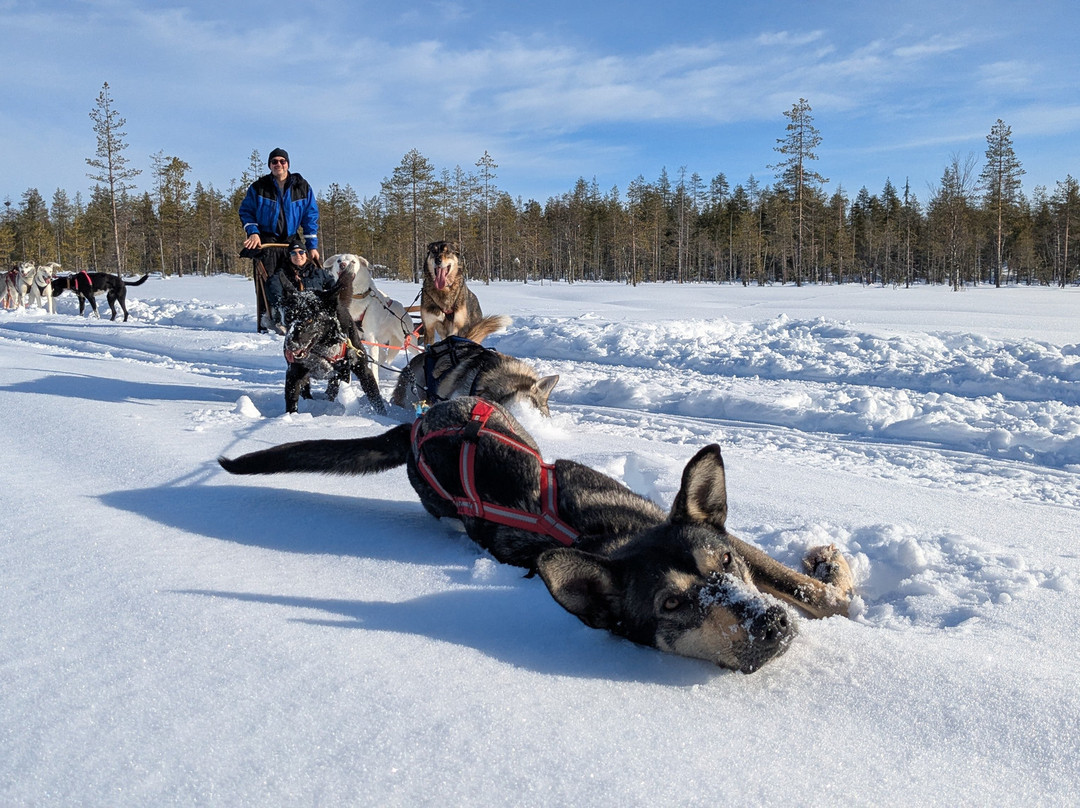 Pinewood's huskies-罗瓦涅米必去景点