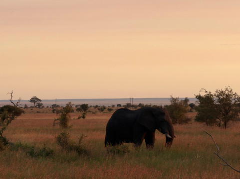 The Other Animals Safaris-克鲁格国家公园必去景点
