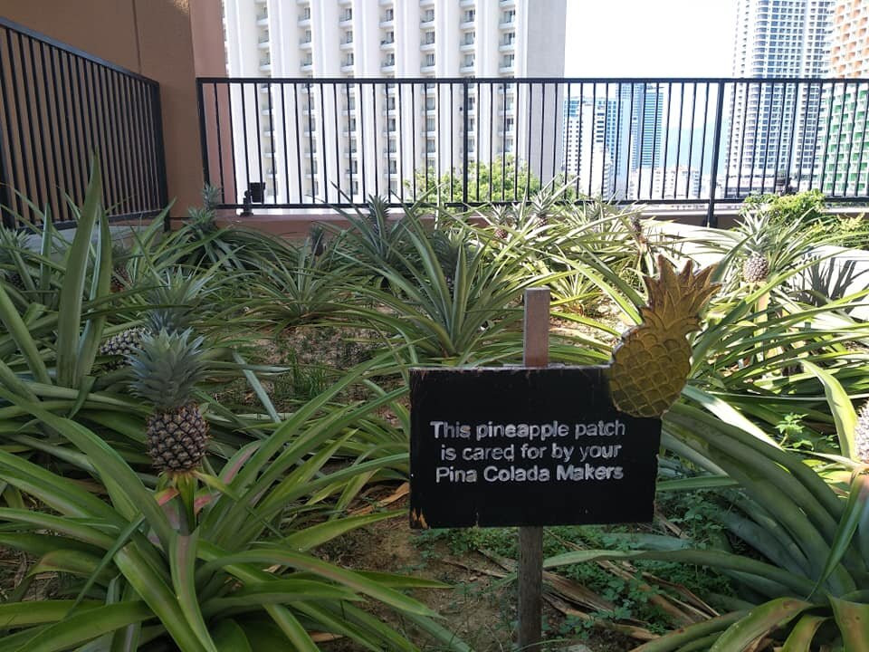 芽庄喜来登水疗酒店主图