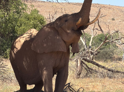 Twyfelfontein Elephant Drives-Palmwag必去景点