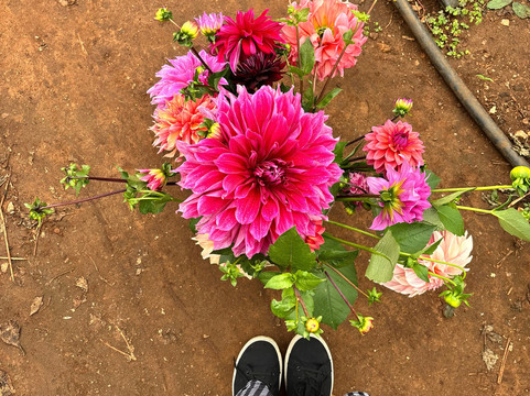 Adene's Farm Flowers-Wolseley必去景点