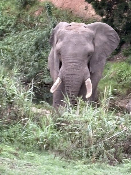 波特利斯科普私人猎区酒店-官方