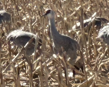 Crane Trust-Wood River必去景点