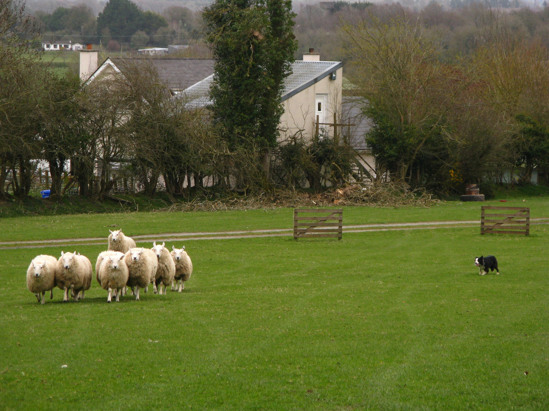 Irish Working Sheepdogs-基尔代尔郡必去景点