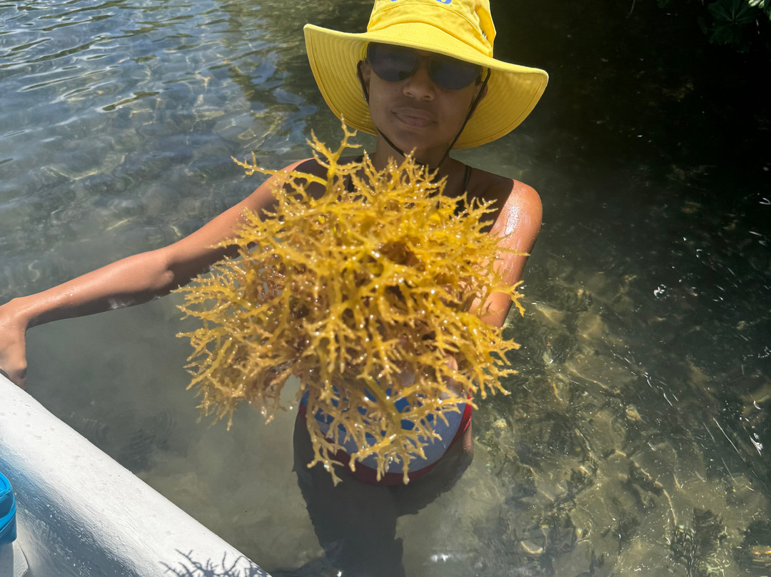 Native Tours Antigua-Seatons必去景点