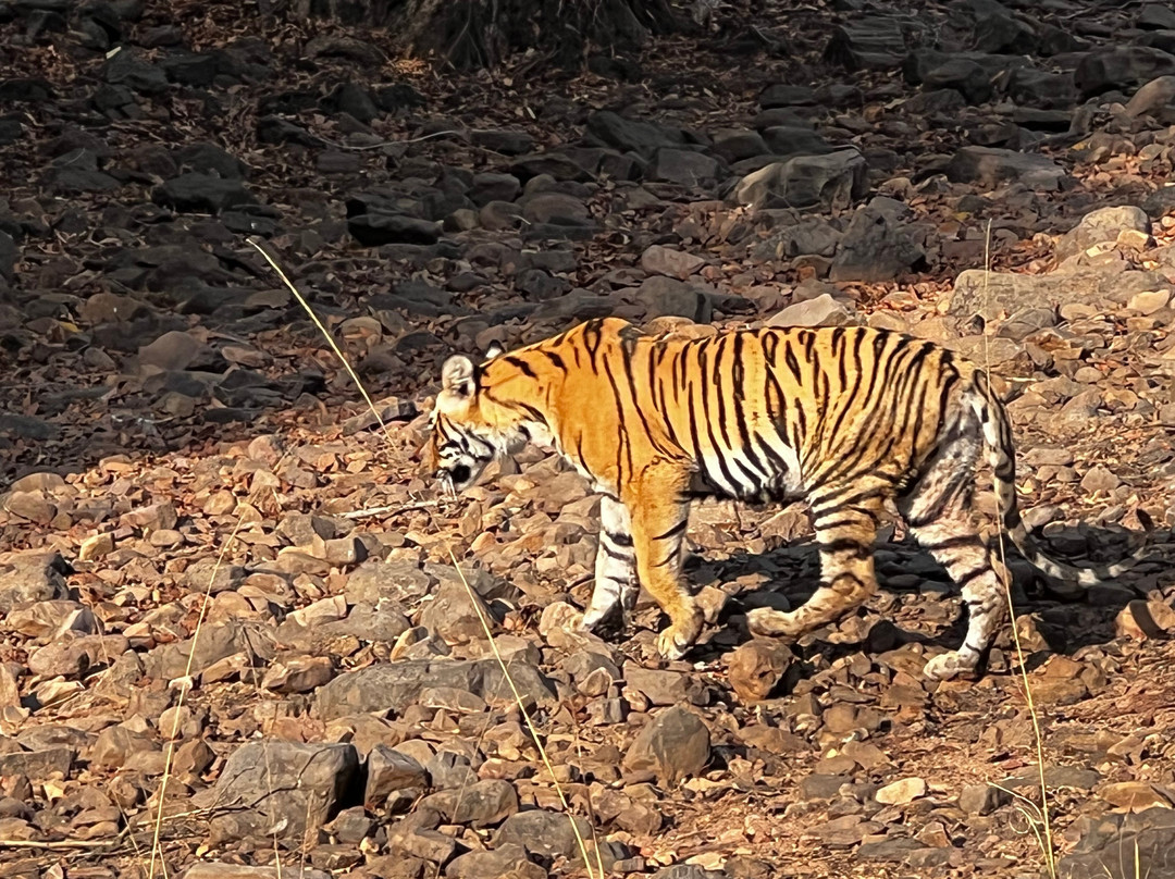 Rifa Tours India - Private Day Tour-瑟瓦伊马托布尔必去景点