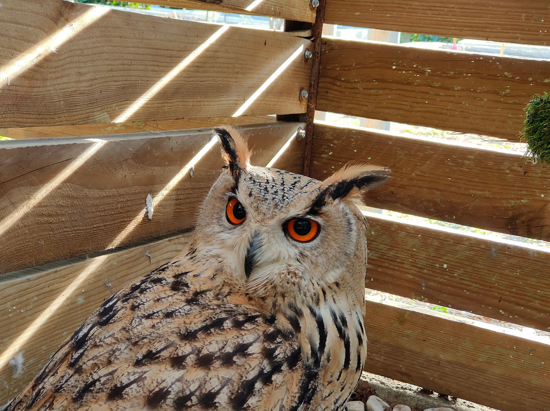 Quinta Pedagógica Quinta das Manas-吉马良斯必去景点