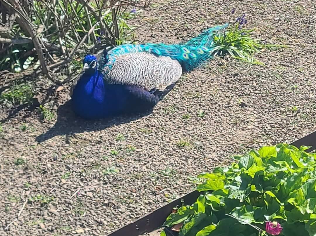 Elsham Hall Gardens and Country Park-Brigg必去景点