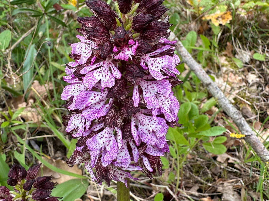 Birding In Italy-Capolona必去景点