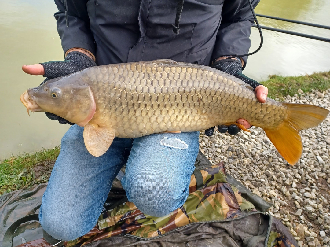 Shirkoak Farm Fishery and Bed & Breakfast-Woodchurch必去景点