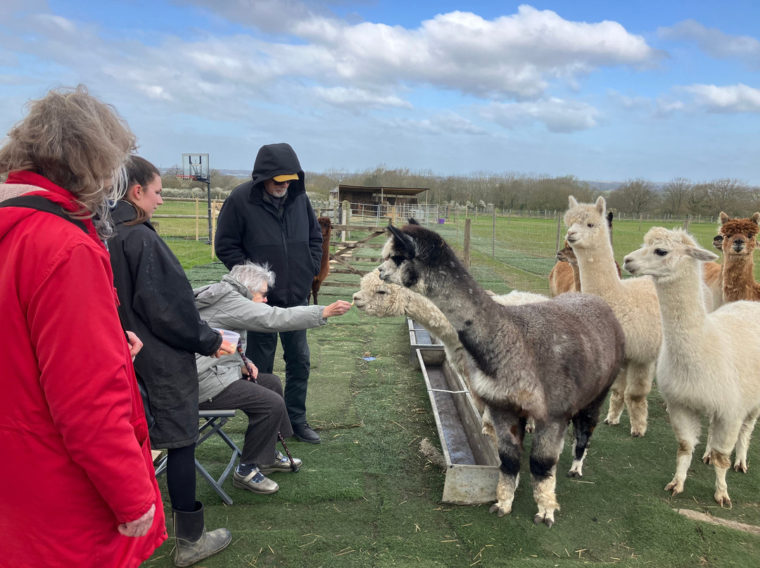 Baddow Hill Alpacas