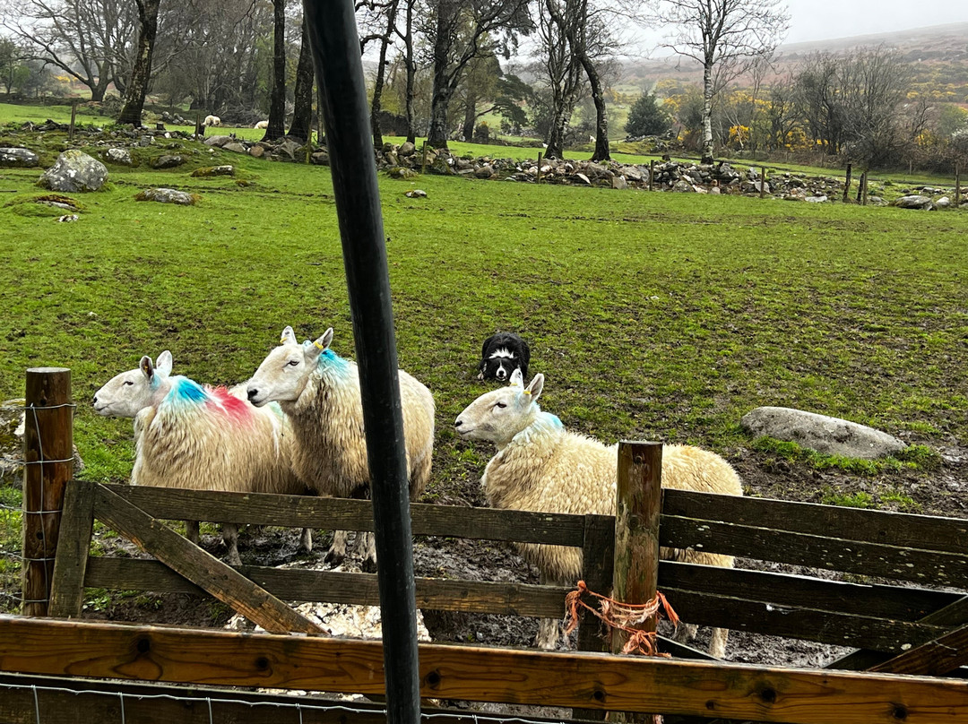 Cullen's Sheep Farm