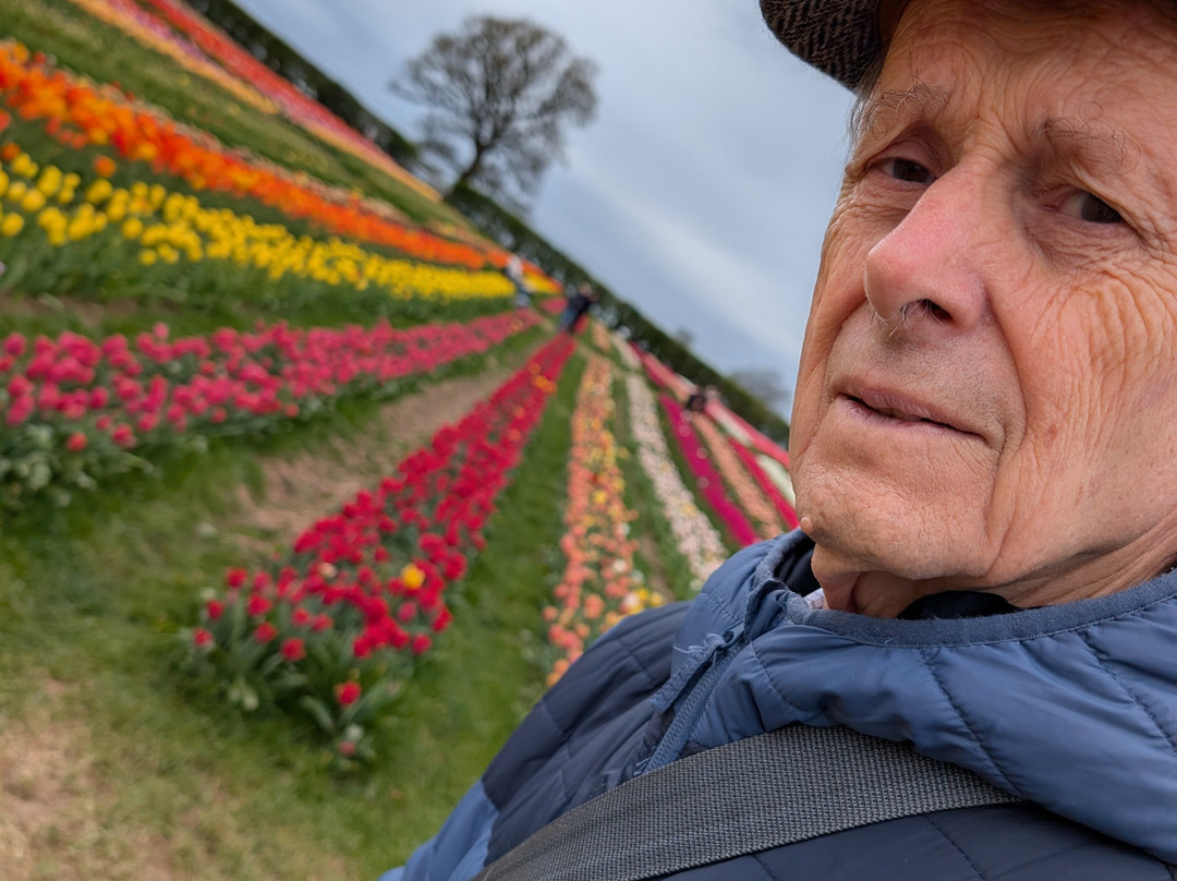Tulleys Tulip Garden - Warwickshire-沃里克必去景点