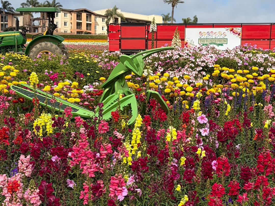 The Flower Fields at Carlsbad Ranch-卡尔斯巴德必去景点