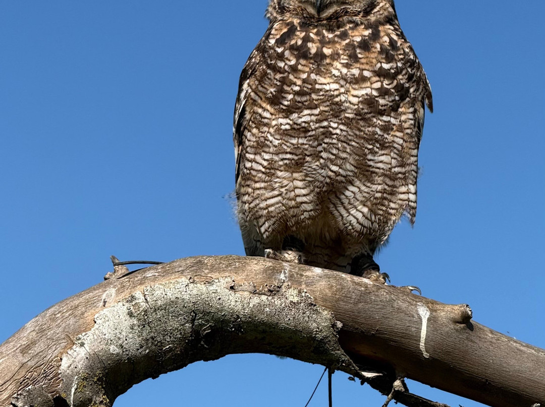 Kent Falconry Centre-Throwley必去景点