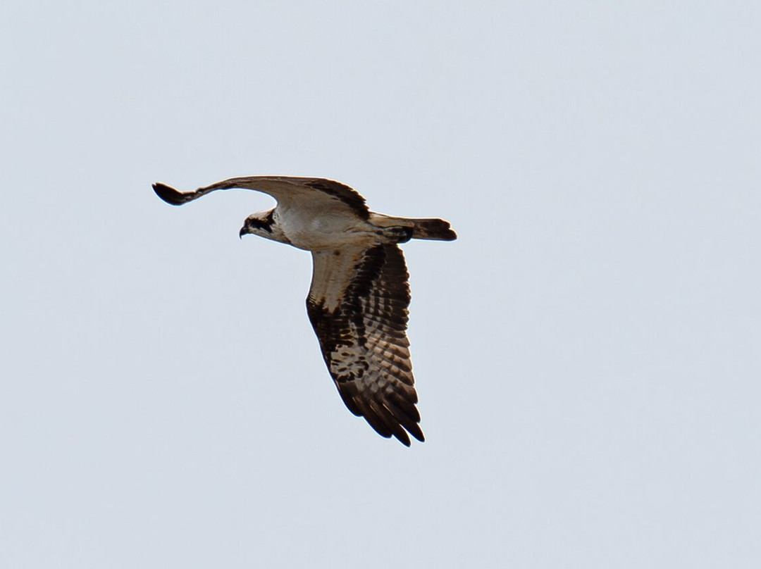 Birds Of Poole Harbour Events-普尔必去景点