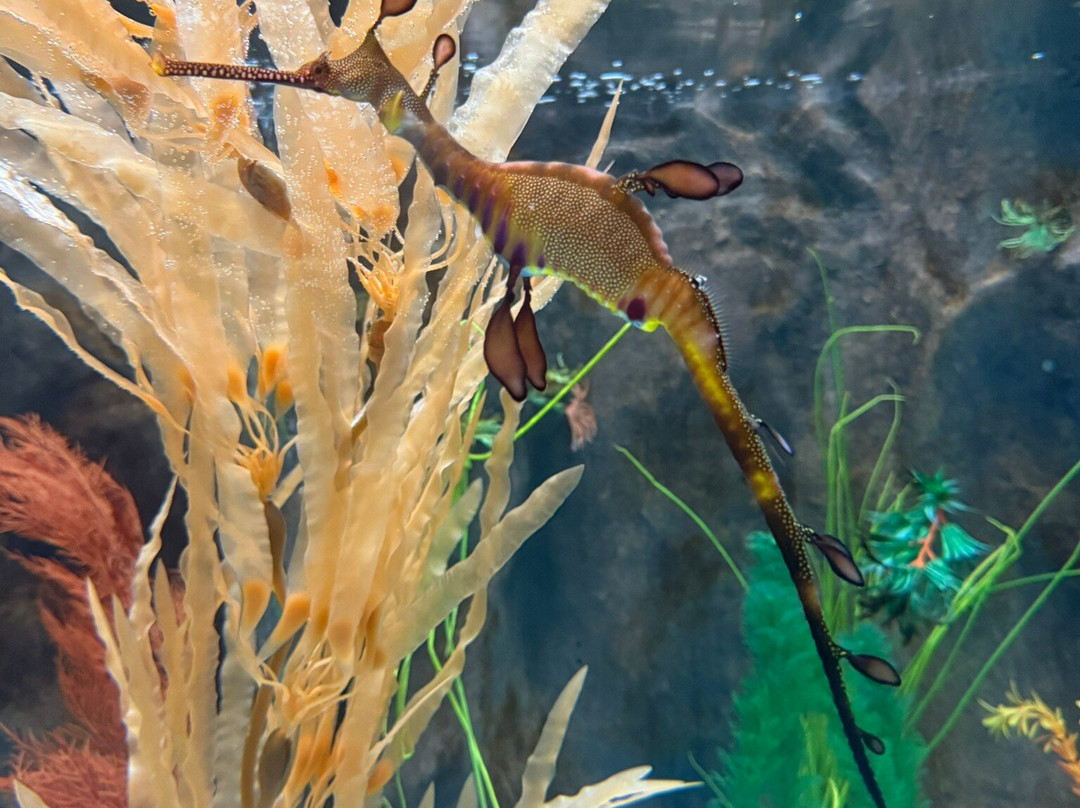 Seahorse World-Beauty Point必去景点