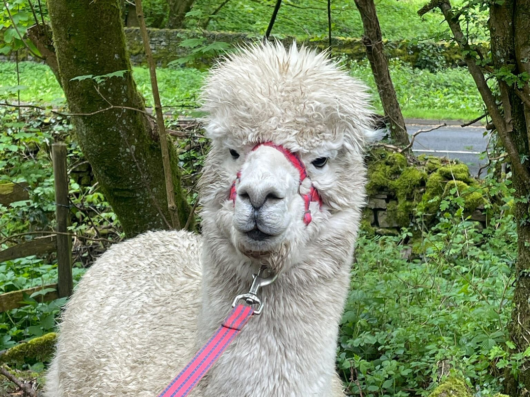 Wreay Syke Alpacas-肯德尔必去景点
