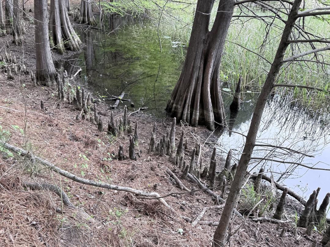Millwood State Park-Ashdown必去景点