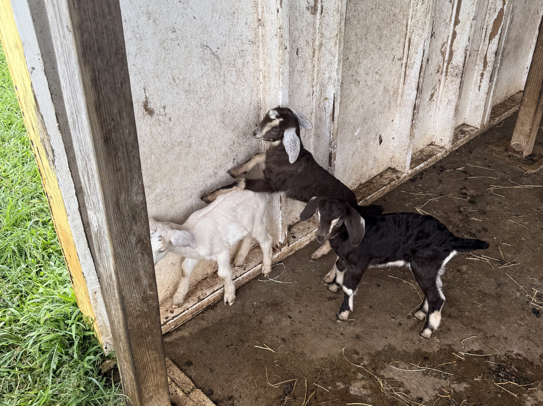 Honomu Goat Dairy-哈诺姆必去景点