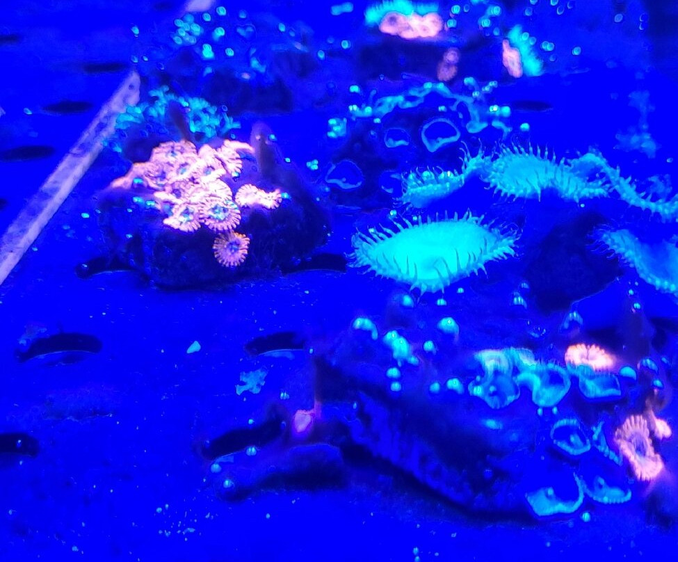 AquaRio-里约热内卢必去景点