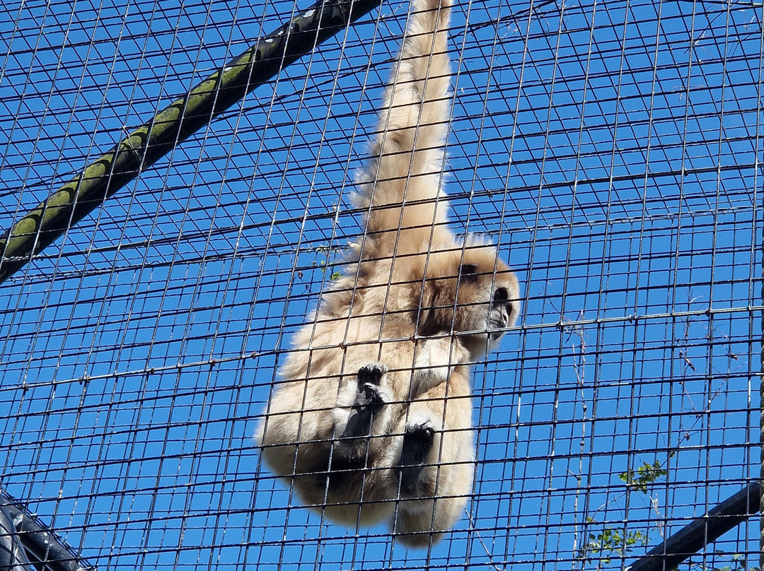 Welsh Mountain Zoo-科尔温湾必去景点