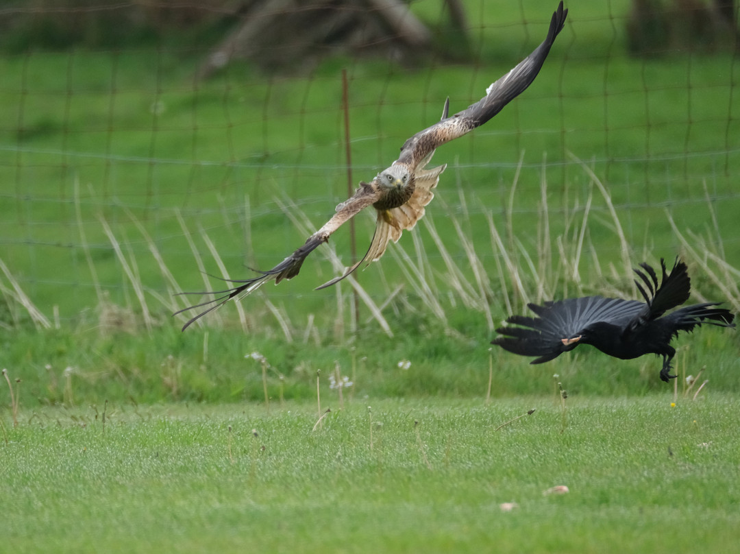 Red Kite Feeding Station, Llanddeusant-Llanddeusant必去景点